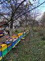 Пасека с нуля. Организую и помогу создать пасеку.