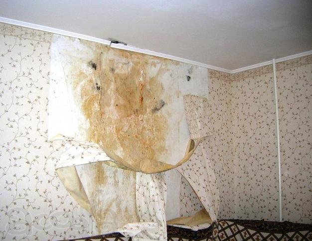 Удаление плесени. Удалим быстро, дешево с гарантией.