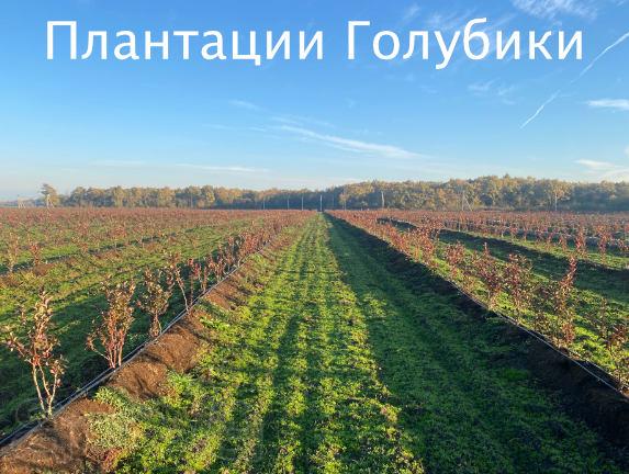 Производство голубики для организации бизнеса